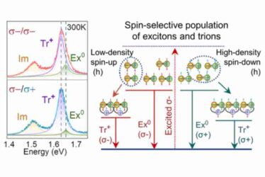 Spin-Selective Hole–Exciton Coupling