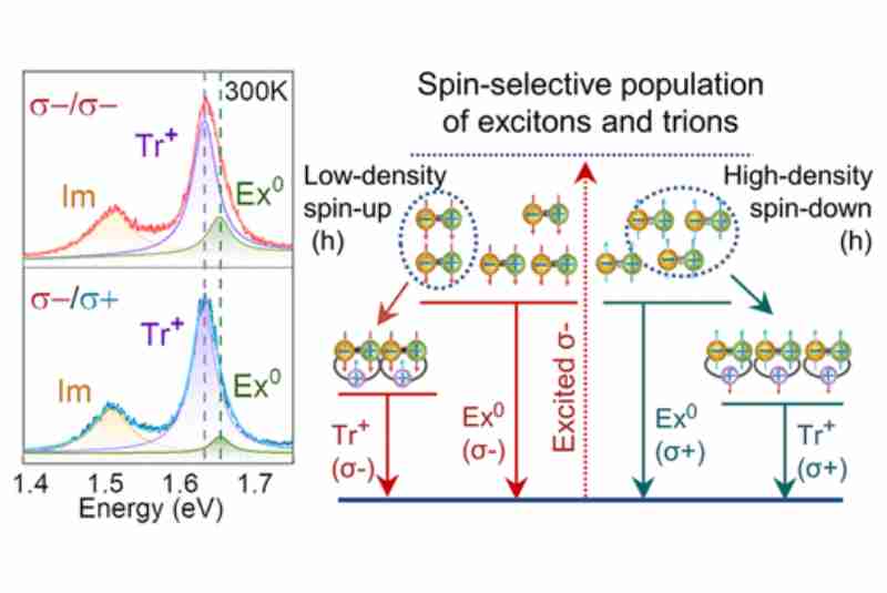 Spin-Selective Hole–Exciton Coupling